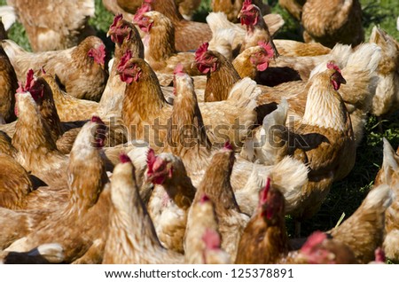 A flock of chickens at an egg farm