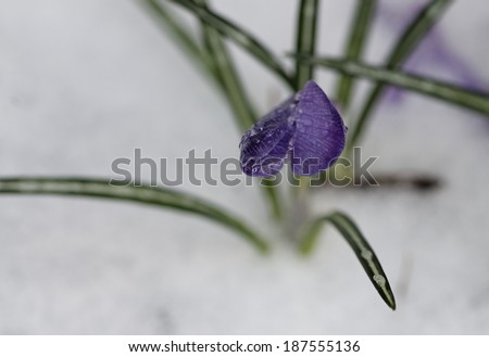 Late spring snow and ice on a Crocus blossom.