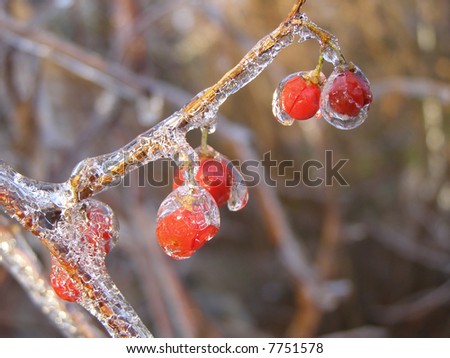 Bittersweet berries after an ice storm