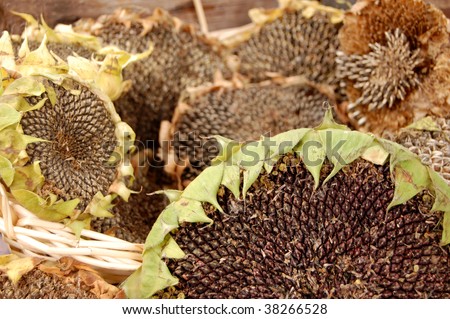 Dried sunflower heads for sale at a Farmers Market - used as bird food