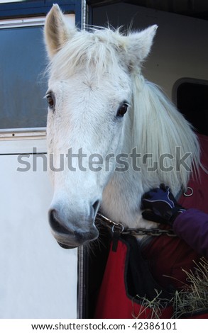 White horse with a funny expression in a trailer.