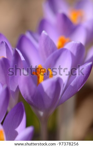 Purple crocus (Crocus Vernus) pushing their way up to the early spring sun