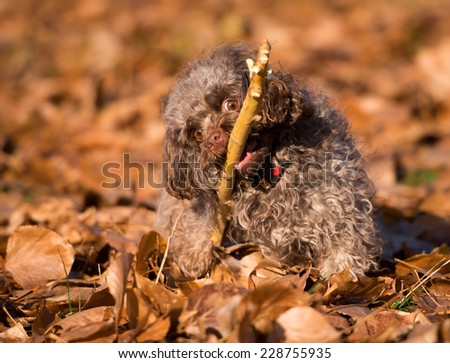 Dog breed Russian color lap dog in autumn park