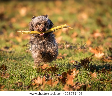 Dog breed Russian color lap dog in autumn park