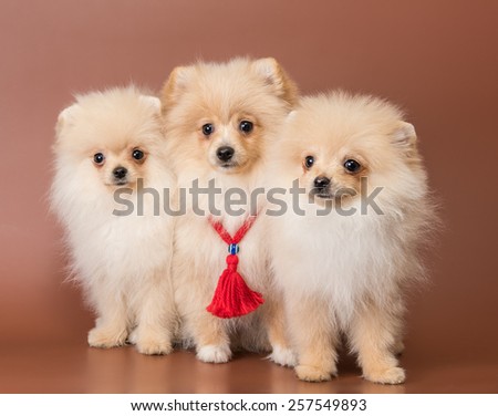 Three puppies of breed a Pomeranian spitz-dog in studio on a neutral background