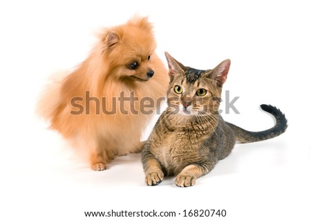 The spitz-dog and cat on a neutral background