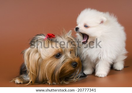 Spitz and terrier in studio