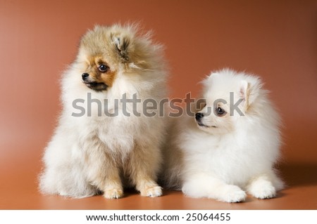 Two puppies of breed a spitz-dog