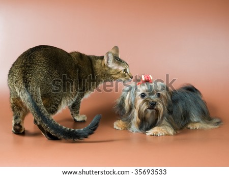 Cat and lap-dog in studio on a neutral background