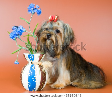 Lap-dog with a vase