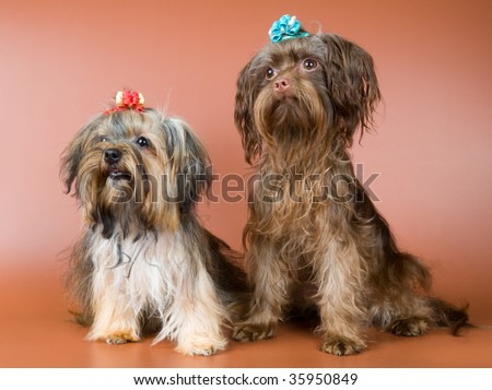 Two lap-dogs  in studio on a neutral background