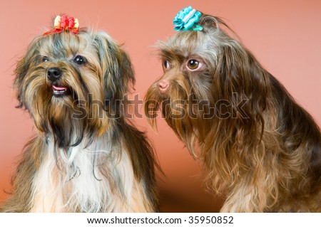 Two lap-dogs  in studio on a neutral background