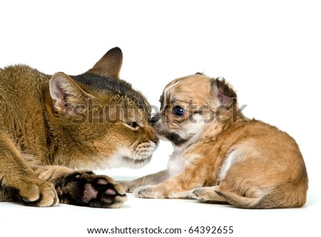Chihuahua And Cat