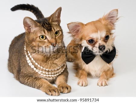 Cat And Chihuahua