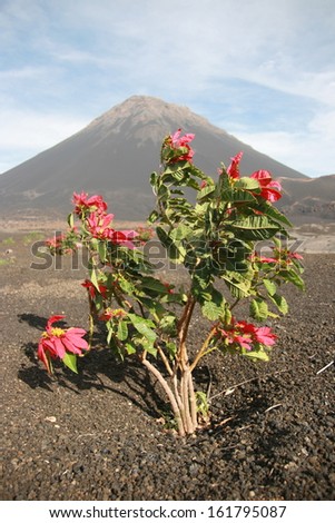 Red flowers in front of a volcano