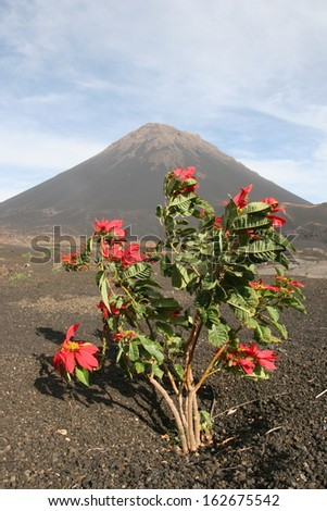 Red flowers in front of a volcano