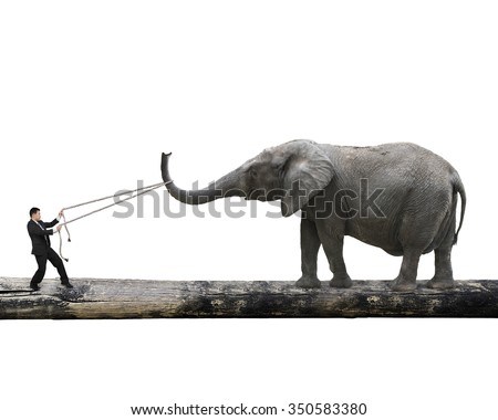 Man pulling rope against a big elephant balancing on tree trunk, isolated on white background.