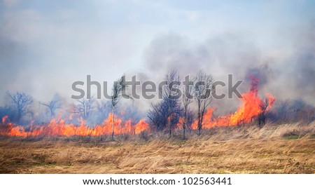 Fire on dry grass and trees inflated by a strong wind
