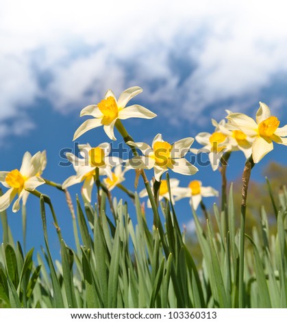 Bright narcissus flowers above cloudy sky