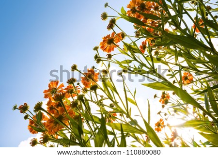 Bright orange helenium flowers above blue sky