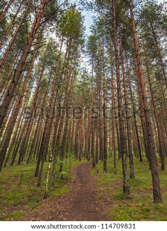 Dark lane in the pine tree forest