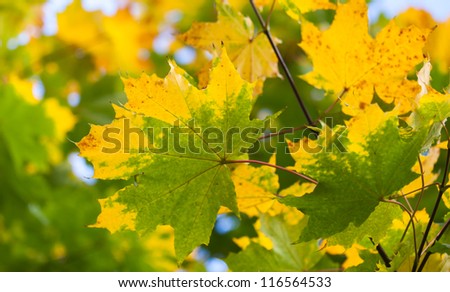 Yellow and green autumn maple leaves background. Selective focus