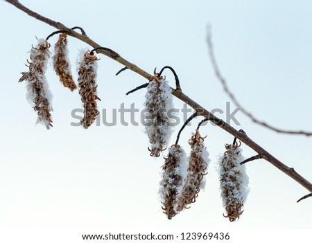 Winter nature fragment. Dry flowers on sallow bush covered with ice and snow