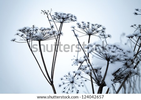 Frozen umbrella flowers covered with snow above blue background
