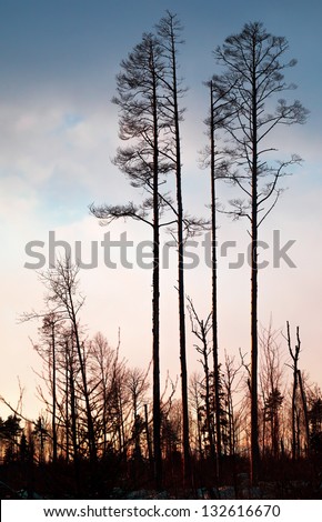 Dry pine trees silhouette above colorful evening sky