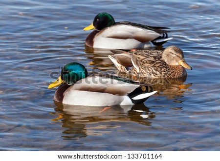 Wild ducks are floating in the sea water