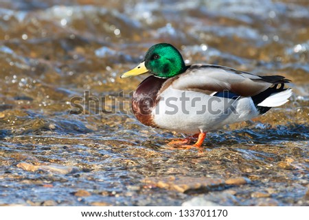 Wild duck sits on the sea shore