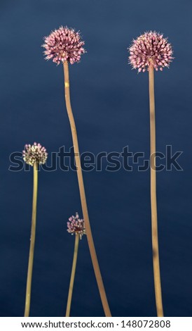Abstract vertical nature background with wild tall red mountain flowers above deep blue sea water. Montenegro