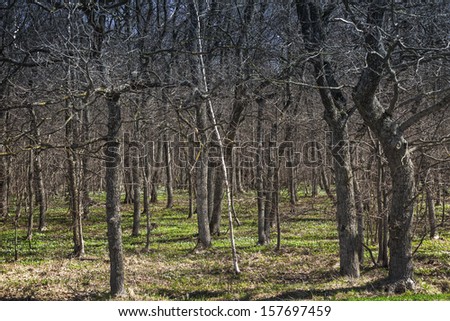 Dark spring forest with fresh grass. Nature photo background