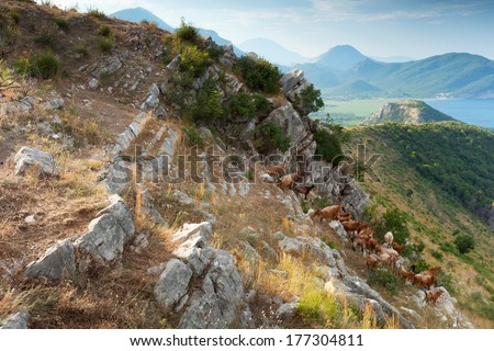 Herd of brown goats in coastal mountains. Montenegro
