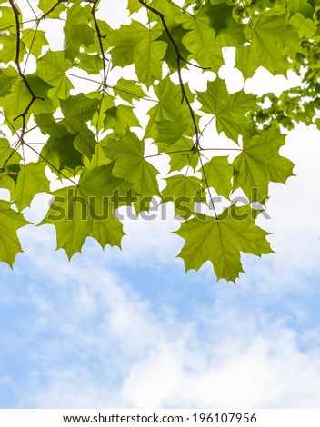 Fresh green maple leaves above blue sky background