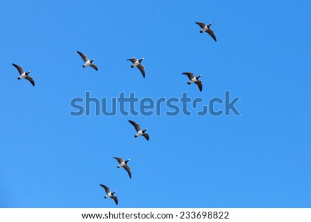 Group of Canadian geese flying in V shaped flock on blue sky background