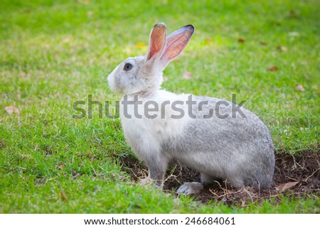 Gray and white rabbit sitting on green grass and digs a hole