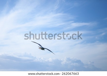Big seagull flying on blue cloudy sky background