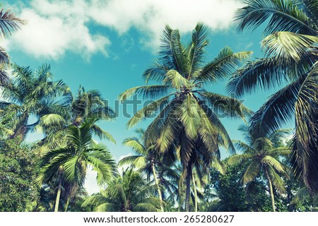 Coconut palm trees over cloudy sky background. Vintage style. Photo with instagram style blue toned filter effect