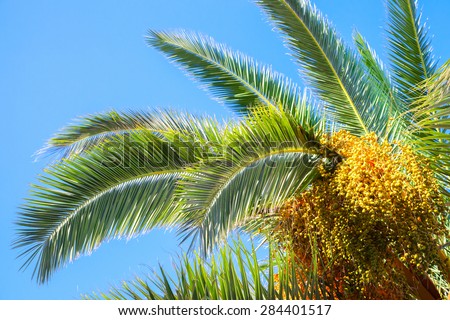Palm tree leaves and dates over blue sky background