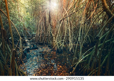 Wild tropical forest landscape with green mangrove trees and plants growing in the water. Stylized photo with colorful tonal correction filter, and lens flare effect