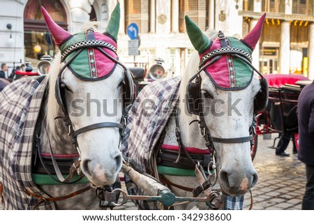 Two white horses harnessed to a carriage. Traditional touristic transport of Vienna, Austria