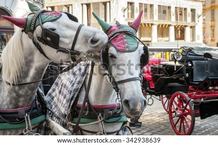 Two white horses harnessed to a carriage. Traditional touristic transport of Vienna