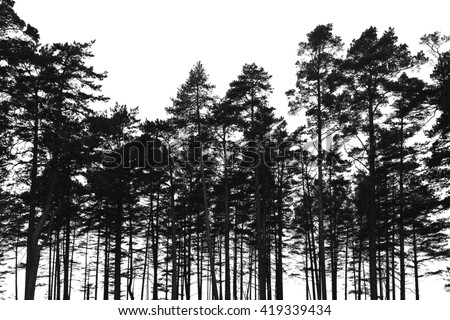 Pine trees forest isolated on white background. Black stylized silhouette photo