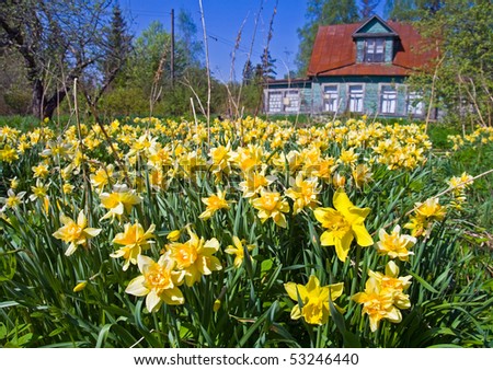 Abandoned field of narcissus flowers with old classical summer cottage in the background