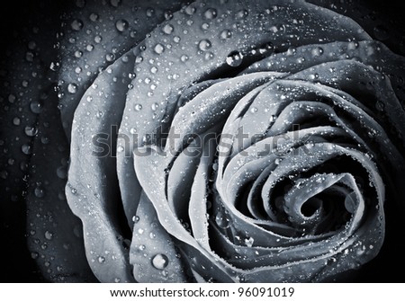 Rose flower with water droplets. Monochrome stylized close-up photo with shallow depth of field