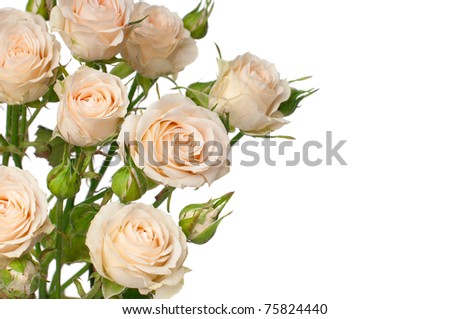 dresses orange rose wallpaper. flowers roses background. dresses orange rose wallpaper.