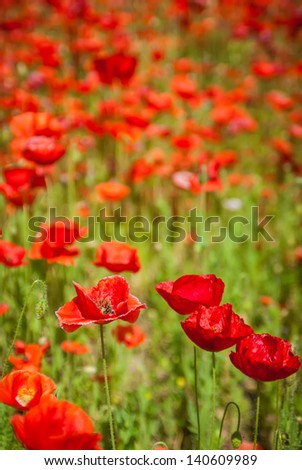 red poppy meadow field by the road