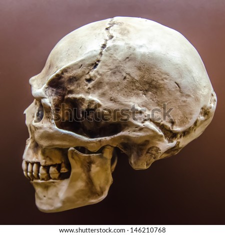 Side profile view of human skull on black