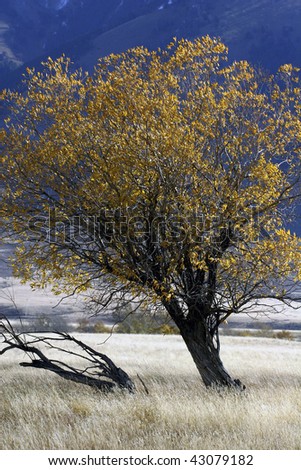 A lone tree with golden leaves in the Fall.